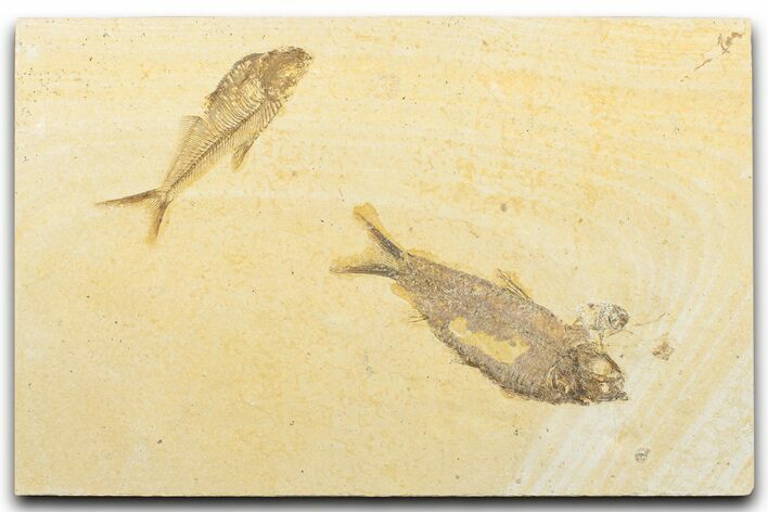 Slab With Two Fossil Fish (Diplomystus & Knightia) - Wyoming #346958